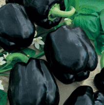 18-22 Fresh Organic Seeds Pepper, Black Midnight Bell, Heirloom, Non Gmo, Usa - £8.63 GBP