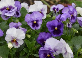 35 Pansy Panola Lilac Shades Seeds Long Lasting Annual Flower Shade - £14.12 GBP