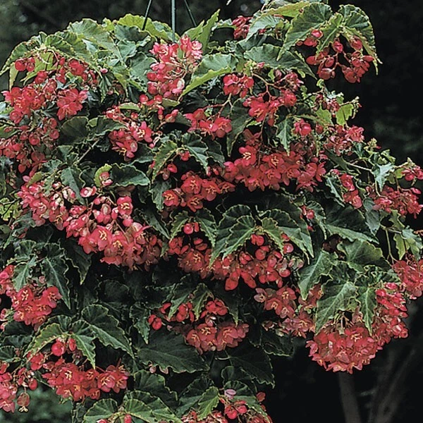 15+ Seeds Red Gem house plant  garden- flowers easy to grow plant - $11.39