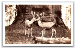 RPPC Twin Bucks Deer Sequoia National Park California CA UNP Postcard Z9 - £3.55 GBP