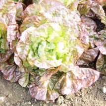 400 Seeds Lettuce Seeds Marvel Of Four Seasons Swift Planting Heirloom Seeds for - $8.35