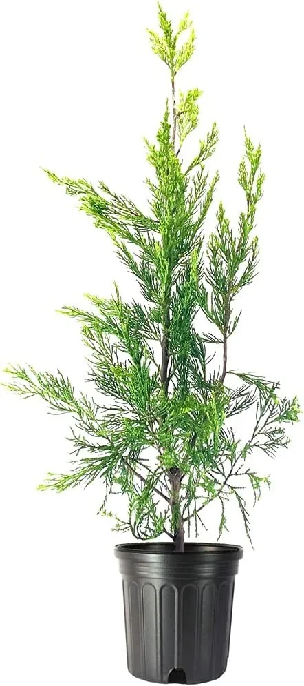 Hetzi Columnar Juniper Live Tree Juniperus Chinensis - $67.97