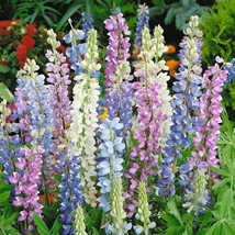 VP Hatwegii Mix Delphinium Perennial Flower Garden Flowers USA 50 Seeds - £5.39 GBP