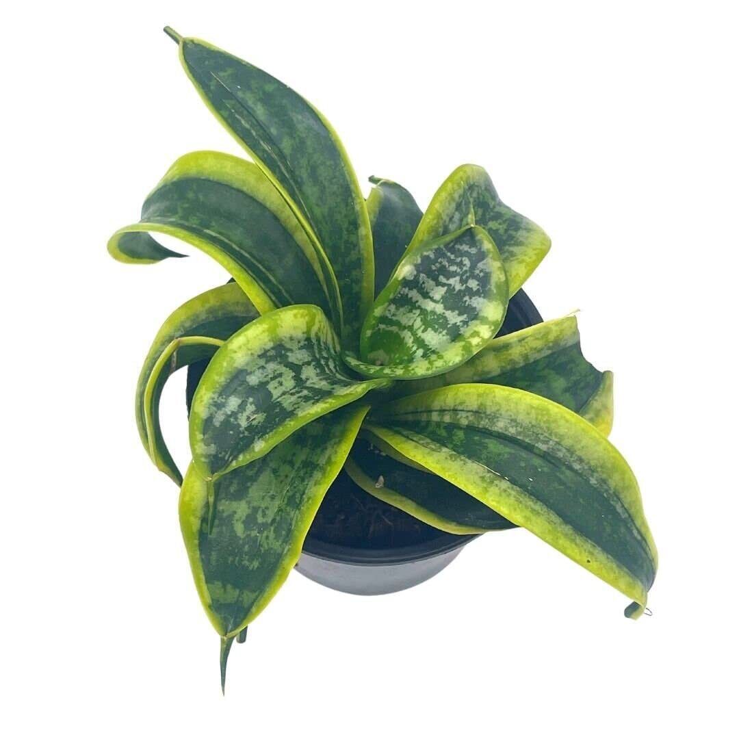 Sansevieria Twist, trifasciata, Twisted and 50 similar items