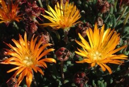 Lampranthus bicolor - $3.49