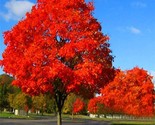 Red OAK TREE LIVE PLANT SEEDLING 1-2 yo 6-30&quot; Tall - £15.62 GBP+