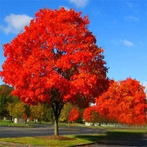 Live Red OAK Tree Fully Rooted Plant  1-3 yo 6-35&quot;+ Tall Native Beautiful - £9.70 GBP+