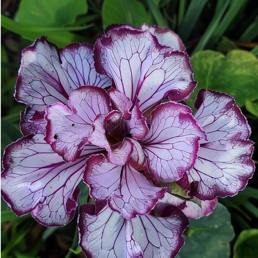 KingStore 25 Seeds Calathea White Fusion Flower Item image 2