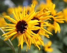 Sunflower Seeds Orange Ruffles Beauty Flowers Organic Flower Seed Fresh ... - $18.10