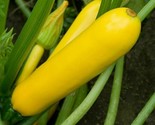 Golden Zucchini Seeds 30 Summer Squash Vegetables Garden Healthy Fast Sh... - $8.99
