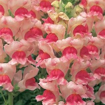 USA SELLER 50 Snapdragon Seeds Snapdragon Opus Appleblossom Cut Flower Seeds - £14.20 GBP