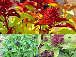 300+ Seeds SIAM QUEEN BASIL Herb Summer Vegetable Garden Patio Container - £13.10 GBP