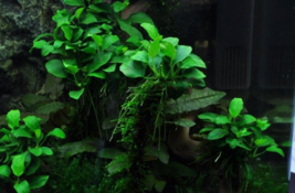  Aquarium Plant Decorations Rooted Beginner Anubias Congensis Mini Potted Live - £20.39 GBP