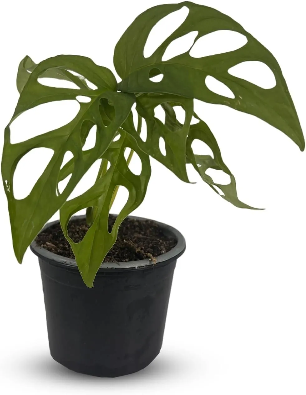 Monstera Tigre Swiss Cheese Plant Monstera Plants - £101.91 GBP