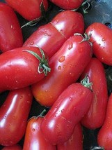 200 San Marzano Tomato Seeds (Indeterminate) Fresh Garden USA SELLER - $24.75