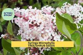 Syringa microphylla Seeds – Littleleaf Lilac Shrub – Fragrant Pink-Lilac... - $6.50