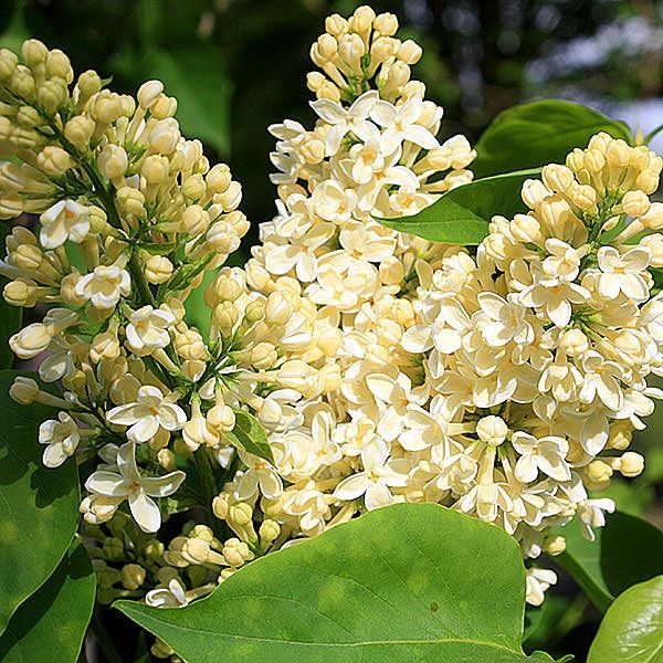 Primary image for Live Starter Plant - Primrose Yellow French Lilac - Syringa