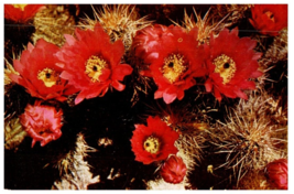 Desert Hedgehog Near Palm Springs California Cactus Postcard Posted 1949 - £5.49 GBP