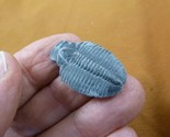 (F704-2) Trilobite fossil trilobites extinct marine arthropod I love fos... - £11.20 GBP
