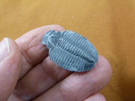 (F704-2) Trilobite fossil trilobites extinct marine arthropod I love fos... - $14.01