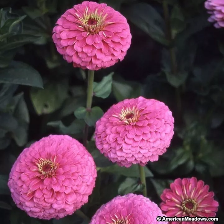 100 Seeds Zinnia Illumination - £7.48 GBP