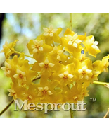 Hoya Carnosa Bonsai Perennial Planting 100  Bonsai Houseplants - €15,14 EUR