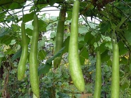 10  Organic Gourd Seeds - Cucuzzi (Italian Edible), Hột Bầu Year 2023 - £3.39 GBP