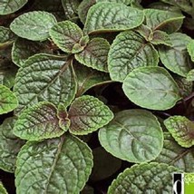 Violet Flowering Nico Plectranthus Starter Plant - £4.34 GBP