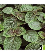 Violet Flowering Nico Plectranthus Starter Plant - £4.26 GBP