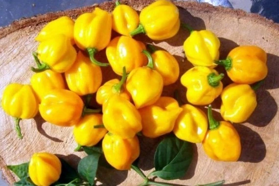 Scotch Bonnet Seeds, Yellow, Heirloom Hot Pepper Seeds, Jamaican Peppers... - €5,68 EUR