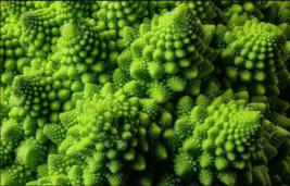 300 Romanesco Broccoli Seeds Exotic Garden Italia Vegetables - £3.91 GBP