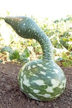 Speckled swan 10 - 50 Seeds Gourd Heirloom pretty unusual arts &amp; crafts - $44.29 MXN+