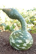 Speckled swan 10 - 50 Seeds Gourd Heirloom pretty unusual arts &amp; crafts - £1.87 GBP+