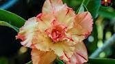 2 PCS Seeds Middle Colorful Grafting Adenium Obesum Desert Rose Item image 2