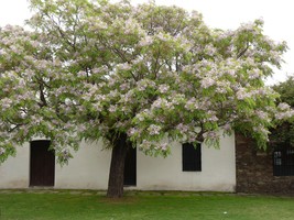Melia Azedarach, White Cedar Wood Mahogany Chinaberry Lilac Bonsai Tree 15 Seeds - $9.99