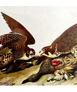 Peregrine Falcon Bird 1950 Lithograph Print Audubon Nature First Edition... - $42.12 CAD