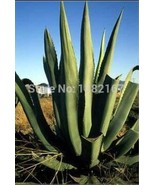 100PCS Agave tequilana Seeds - £5.41 GBP