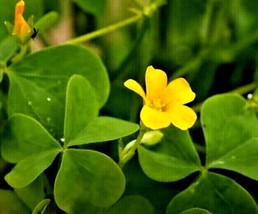 SGHOST 100 Seeds Yellow Wood Sorrel Oxalis Stricta Organic Lemon Clover 4/24 Har - £6.82 GBP