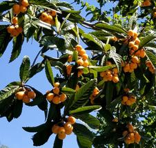 FRUIT TREE: LOQUAT TROPICAL LIVE PLANT TREE (12”-24”) - £62.90 GBP