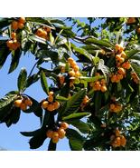 FRUIT TREE: LOQUAT TROPICAL LIVE PLANT TREE (12”-24”) - £61.74 GBP