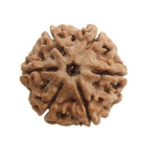 6 Seis Mukhi Rudraksha Rudraksh Single Piece Nepal Origen A+ Calidad Ene... - £7.28 GBP