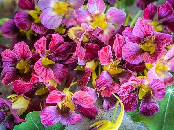 50+ Seeds of Nasturtium &#39;Purple Emperor&#39; for Garden Planting - $6.99