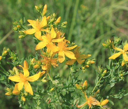 ST.JOHN&#39;S WORT Hypericum Perforatum - 250 Bulk Seeds - $31.18