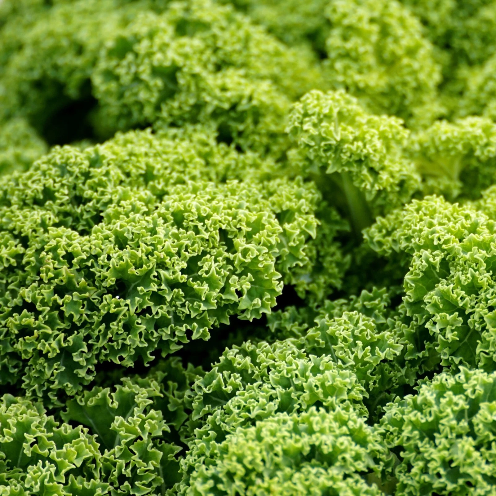 Kale Seeds, Blue Curled Scotch Heirloom, Non-GMO, Superfood, - $2.54