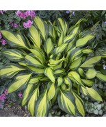 Hosta &#39;Rainbow&#39;s End&#39; 4&quot; Pot Size Starter Plant - £12.68 GBP