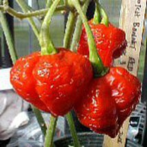 Scotch Bonnet Hot Peppers Red Strain 3  10 Seeds  Garden Beautiful USA SELLER - £4.27 GBP