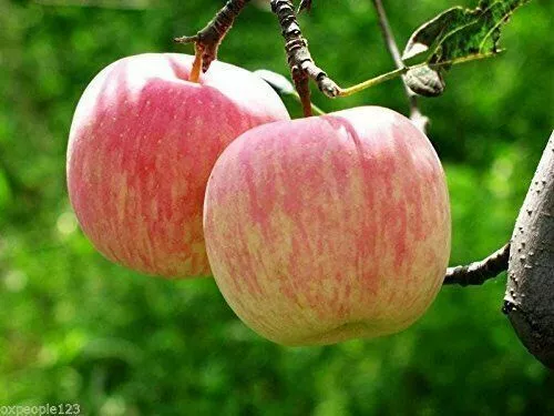Apple Tree Seeds  Native Fruit 5 Fuji Seeds - $10.50