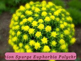 Fast Growing Cushion Spurge Euphorbia Polychroma Perennial Seeds Showy H... - $10.84