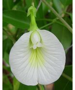 White Butterfly Pea Clitoria ternatea 10 Seeds - $321.24 MXN