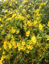 Yellow Butterfly Jasmine Vine MARGARITA CAROLINA JESSAMINE Starter Plant - $39.99